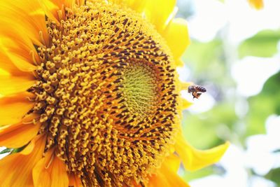 Close-up of bee on sunflower