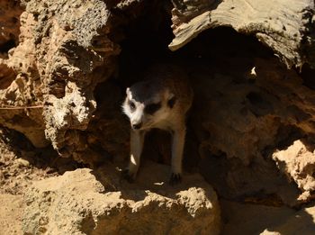 Close-up of cat on rock formation