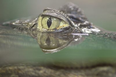 Close-up of turtle