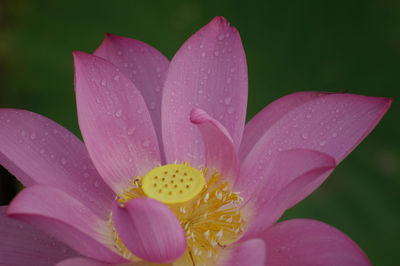 Close-up of pink flower