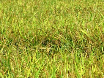 Full frame shot of grassy field