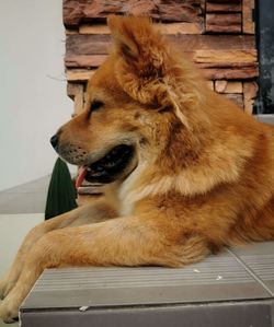 Side view of dog sitting on floor