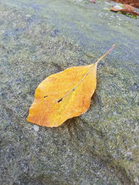 High angle view of wet yellow leaf during autumn