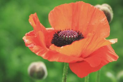 Close-up of red flower