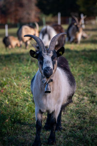 Portrait of an animal on field