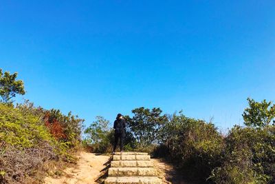 Walkway amidst trees against clear blue sky