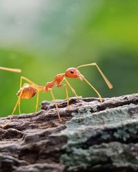 Close-up of red ant on wood.