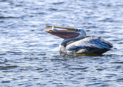 Duck swimming in lake