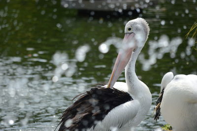 Close-up of pelican on lake
