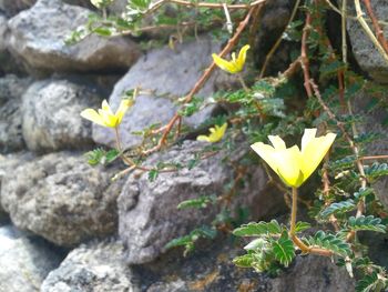 Close-up of yellow flower