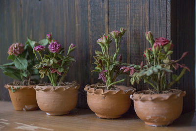 Close-up of potted plants on table