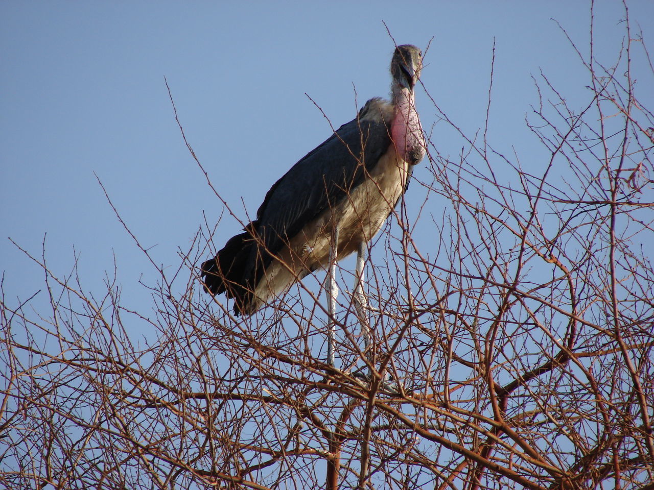 LOW ANGLE VIEW OF EAGLE PERCHING ON BARE TREE