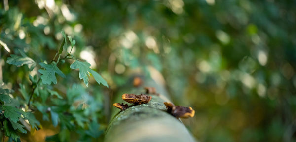 Close-up of insect on plant