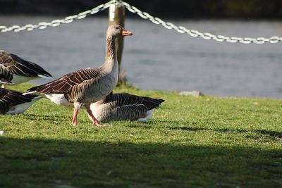 Bird on a field