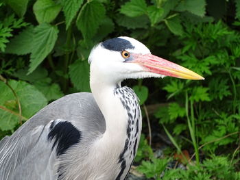 Close-up of a bird