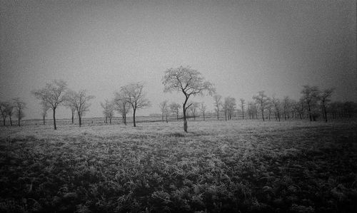 Trees on field against sky