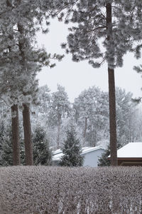 Trees on field during winter against sky