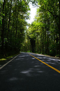 Country road running through tree alley with sunlights