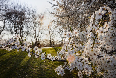 Apple blossoms in spring