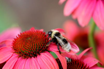 Close-up of bee pollinating on flower