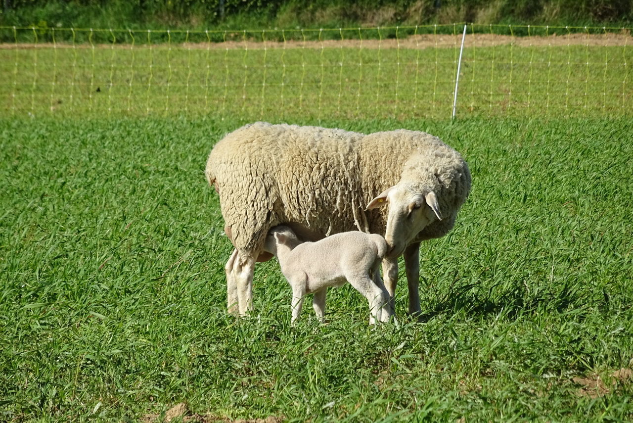 SHEEP IN PASTURE