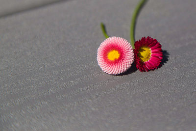 Close-up of pink flowers