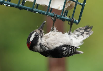 Close-up of bird