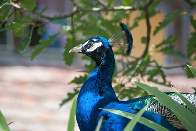 Close-up of peacock