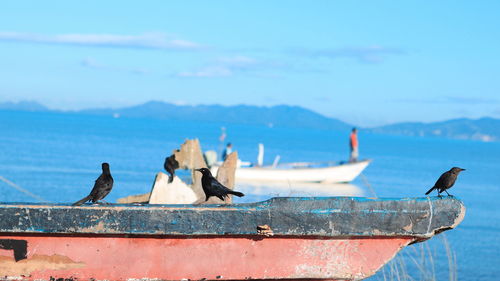 Seagulls perching on boat in sea against sky