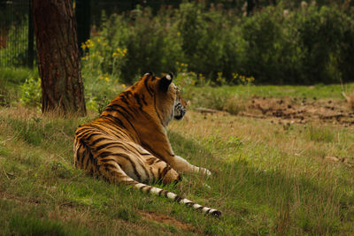 Tiger relaxing on grass