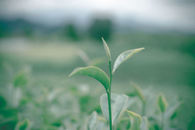 Close up of green tea leaves in tea plantation with blurred background. choui fong tea plantation 