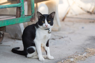 Portrait of cat sitting outdoors