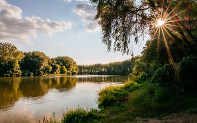 Trees by lake against sky