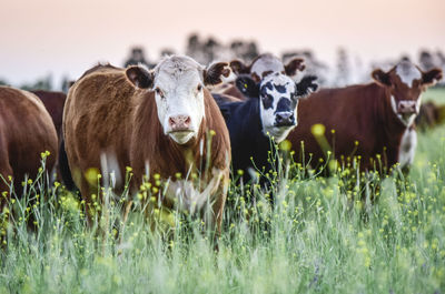 Cows on field