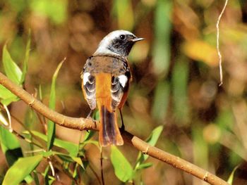 Close-up of bird perching on wall