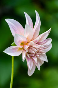 Close-up of pink flower