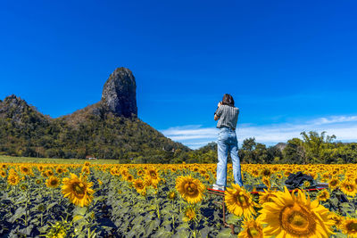 Rear view of woman standing on table amidst sunflowers against blue sky