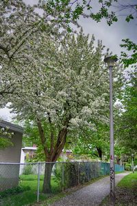 Fresh flower tree against sky