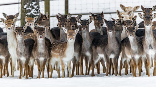 Portrait of deer on snowed landscape