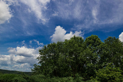 Low angle view of trees against sky