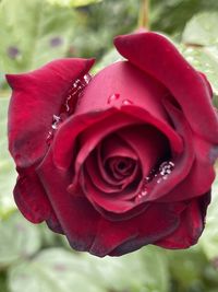 Close-up of red rose