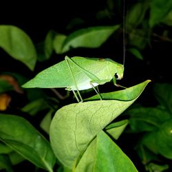 Close-up of insect on leaf