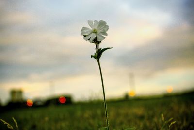 Close-up of flower growing in field against sky