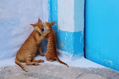 Cat lying on wall