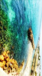 High angle view of crab at beach