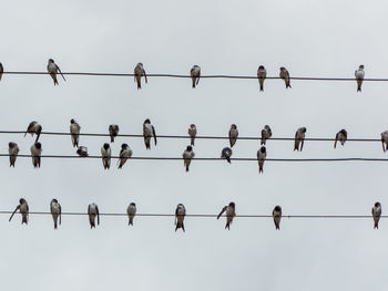 Low angle view of birds perching on cable against sky