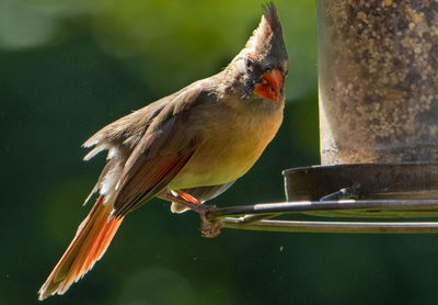 Soft light on the feeder