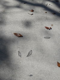 High angle view of bird on sand