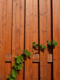 High angle view of vegetables on wooden plank