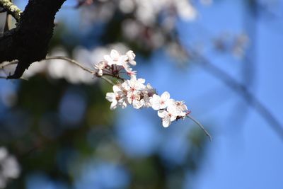 Close-up of cherry blossom on tree